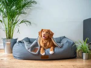 Creating a Pet-Friendly Home Ambiance