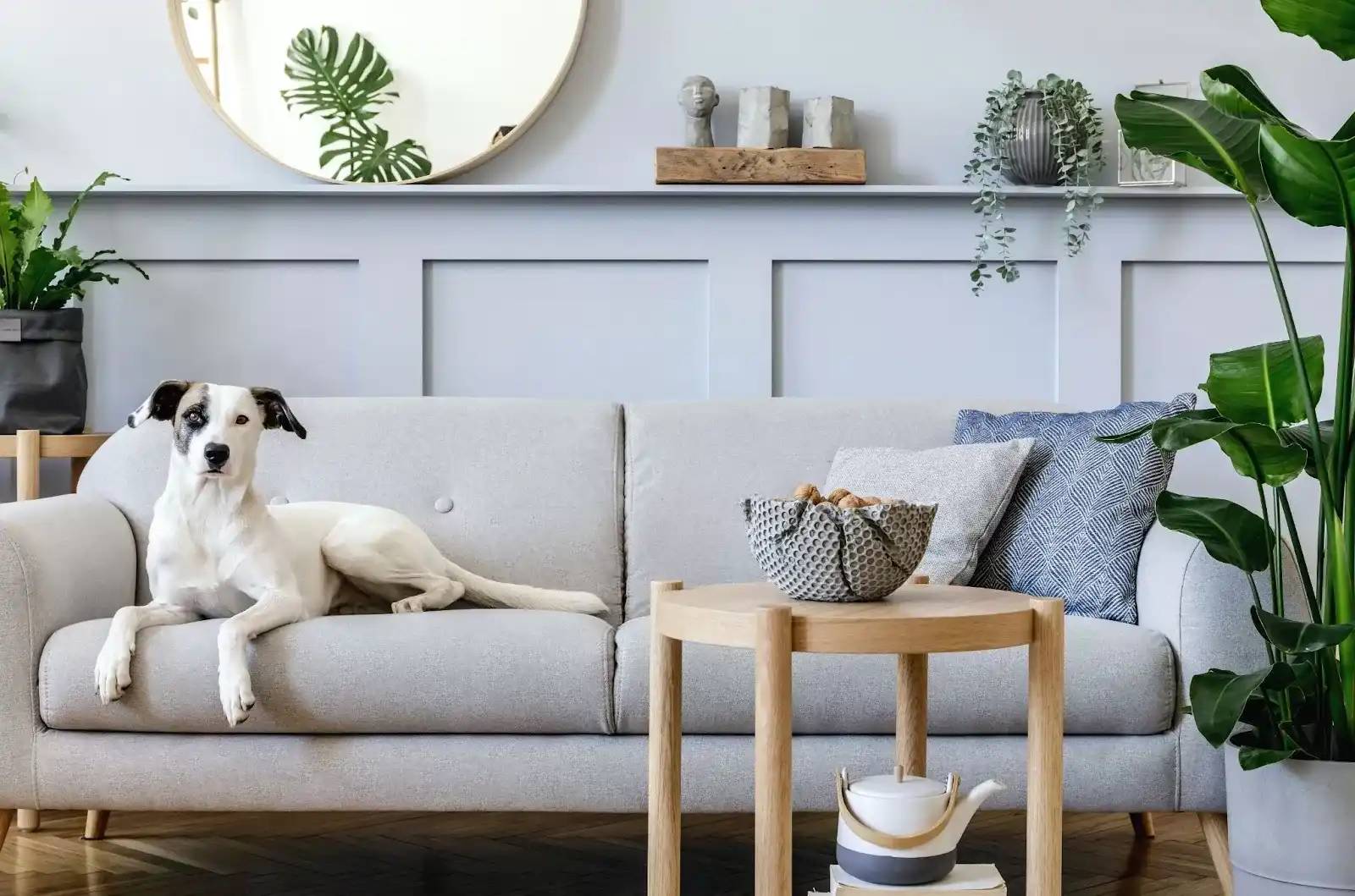 Visual Guide Creating a Pet-Friendly Home Ambiance for Academics